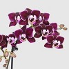 Live 4" Mini Orchid Duo Houseplant in Planter - Good Little Garden™ - 2 of 4