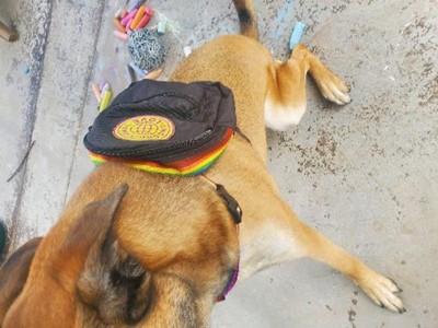 Disc golf outlet dog saddle bags