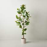 73" Faux Rubber Leaf Tree - Hearth & Hand™ with Magnolia