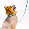 Country Brook Petz Oh My Dog Martingale Dog Collar and Leash - 2 of 4