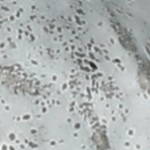 grey speckled