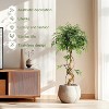 Tall Ficus Tree Artificial, Faux Ficus Tree with Curved Trunk, Fake Trees Indoor Outdoor for Home Office Living Room with White Pot - 3 of 4