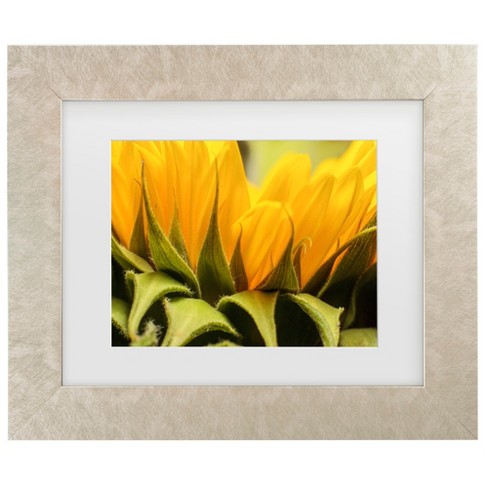 Trademark Fine Art - Mick Agterberg Close Up Details Of A Helianthus Matted Framed Art - image 1 of 4