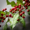 30"H Sullivans Artificial Christmas Delicate Red Holly Berry Spray, Indoor Christmas Decor - 2 of 3