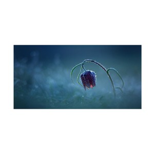 Trademark Fine Art Peter Bognar  Frozen moonlight Canvas Wall Art - 1 of 4