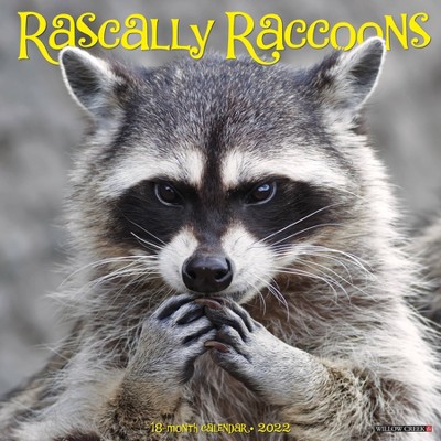 2022 Wall Calendar Rascally Raccoons - Willow Creek Press