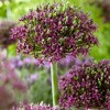 Set of 3 Allium Magic Bulbs - Van Zyverden - 2 of 4