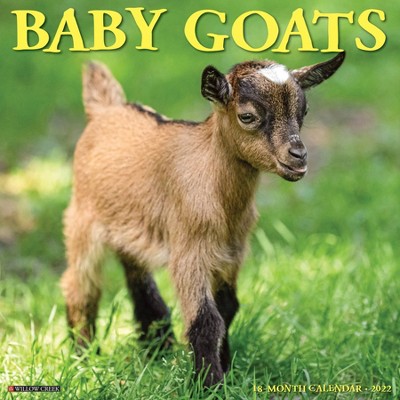 2022 Wall Calendar Baby Goats - Willow Creek Press