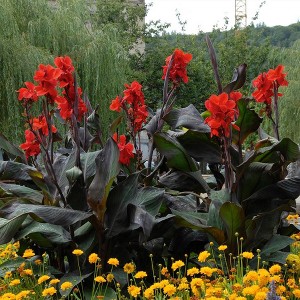Van Zyverden 6ct Bulbs Canna Giant Black Knight - 1 of 4