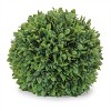 Boxwood Foliage Orb (Set of 2) - 3 of 4