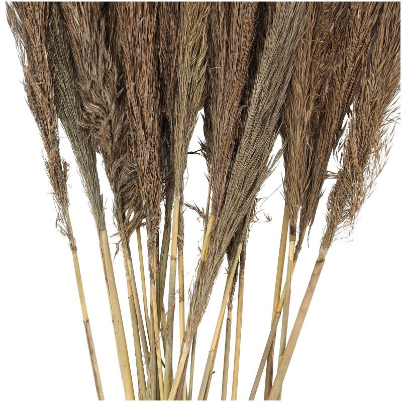 Dried Plant Pampas Natural Foliage with Long Stems Dark Brown - Olivia &#38; May, 3 of 7
