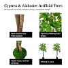 Cypress & Alabaster | Apple Tree In Growers Pot - 3 of 4