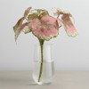 Varigated Begonia Leaf Bush (Set of 2) - 2 of 3