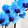 Green Circle Growers 10" Blue Watercolor Orchid Houseplant Blue Planter - 2 of 4
