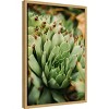 Amanti Art Succulent Whorl by Javier Pardina Canvas Wall Art Print Framed - 2 of 4