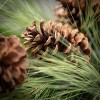 32"H Sullivans Light Long Pine & Cone Spray; Green - 2 of 2