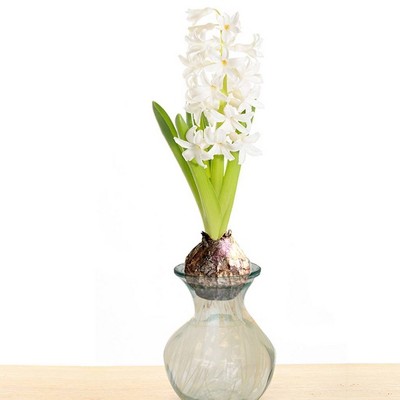 Hyacinth White with Clear Glass Planter - Van Zyverden