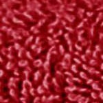 cranberry