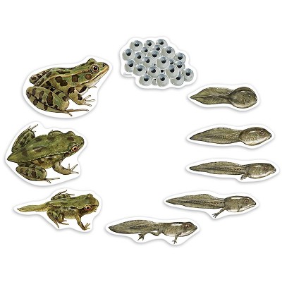 Learning Resources Giant Magnetic Frog Life Cycle, Ages 5+