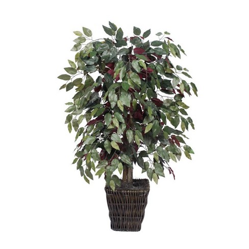 Capensia Bush in Square Willow Container (48") - image 1 of 4