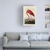 Trademark Fine Art - John James Audubon American Flamingo Matted Framed Art - 2 of 4