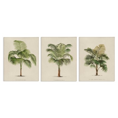 Stupell Industries Les Palmiers Botanical Trio, 11" x 14"