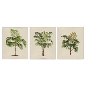 Stupell Industries Les Palmiers Botanical Trio, 11" x 14" - 1 of 4