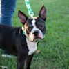 Country Brook Petz Deluxe Dog Collar - Summer Breeze Collection - Made in The U.S.A. - 2 of 4