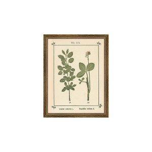 Petal Lane 7"x9" Rhamnus Cathartica Botanical Rustic Brown - 1 of 2