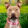 Country Brook Petz Premium Dog Collar - Affection Collection - 2 of 4