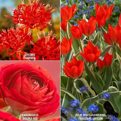 43ct Color Your Garden Red Collection Bulbs - Van Zyverden