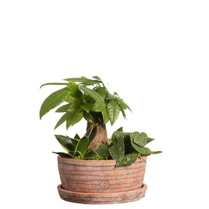 Live Terrace Garden Houseplant - 1 of 2