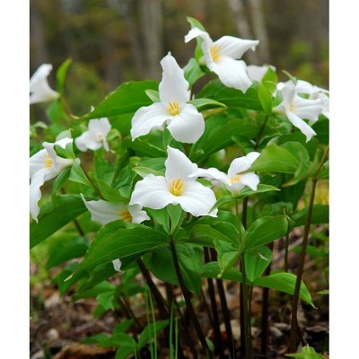 Van Zyverden Set of 3 Woodland Plant Trillium Grandiflorum Roots