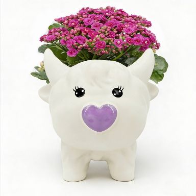 Live Kalanchoe Plant in Purple Highland Cow Pot - Good Little Garden™