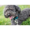 Country Brook Petz Deluxe Nylon Dog Collar and Leash - 3 of 4