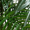 Nearly Natural 8-ft UV Resistant Artificial Areca Palm Tree (Indoor/Outdoor) - 3 of 4