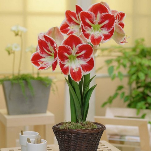 Van Zyverden Amaryllis White/red Prelude Flower Bulb With 6.5