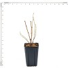 Van Zyverden Hydrangea Nikko Blue 4" Potted Rocketliners Blue Hydrangea in Nursery Pot - 4 of 4