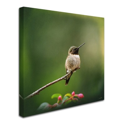 Trademark Fine Art -Jai Johnson 'Hummingbird In The Garden' Canvas Art