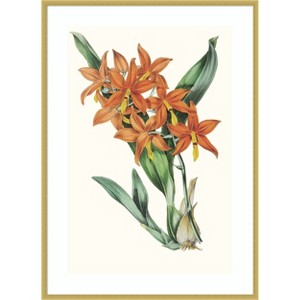 Amanti Art Paxton Tropicals IV by Jennifer Paxton Parker Wood Framed Wall Art Print - 1 of 4