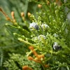 Artificial Mixed Pine & Juniper Stem Green 20"H - 2 of 2