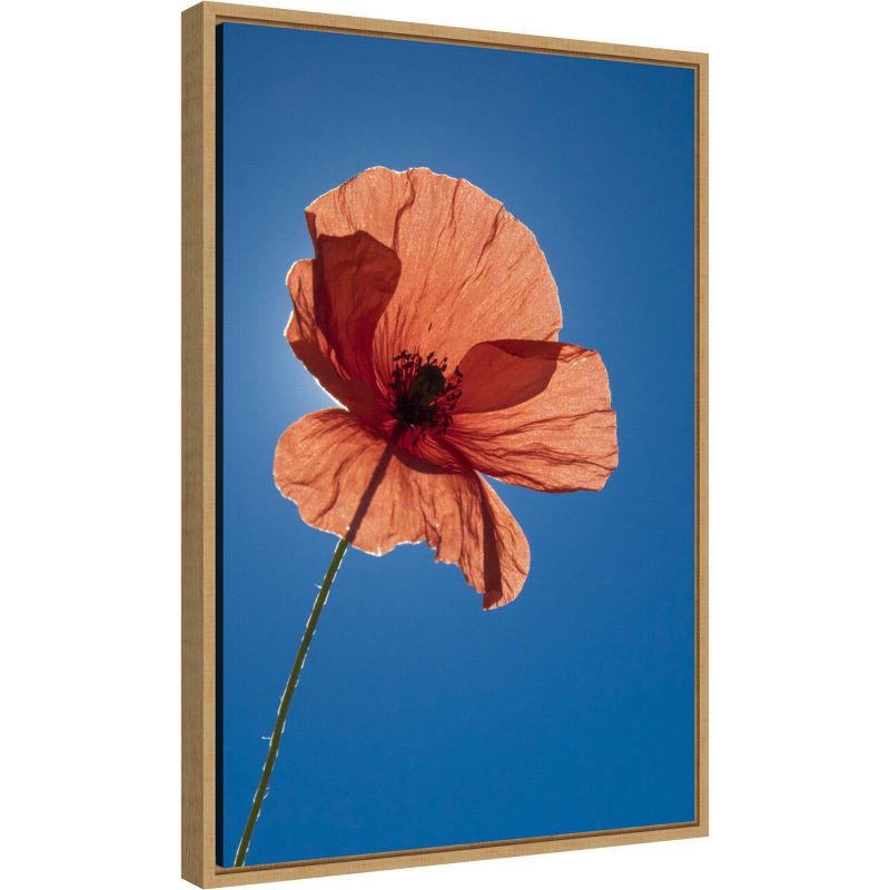 16&#34; x 23&#34; Poppy Flower by Michele Niles Danita Delimont Framed Canvas Wall Art Blue - Amanti Art, 3 of 12
