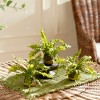 Plum & Post Boston Fern Drop-Ins, Set Of 3 - 3 of 4
