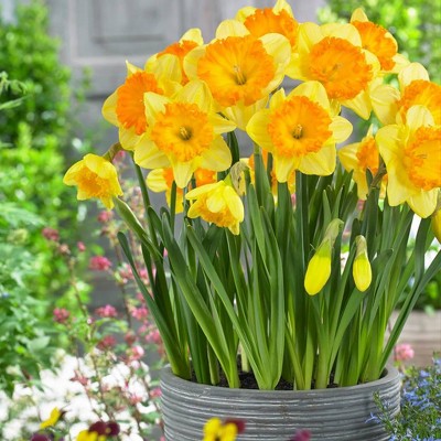 Set of 5 Ferris Wheel Daffodil Bulbs - Van Zyverden