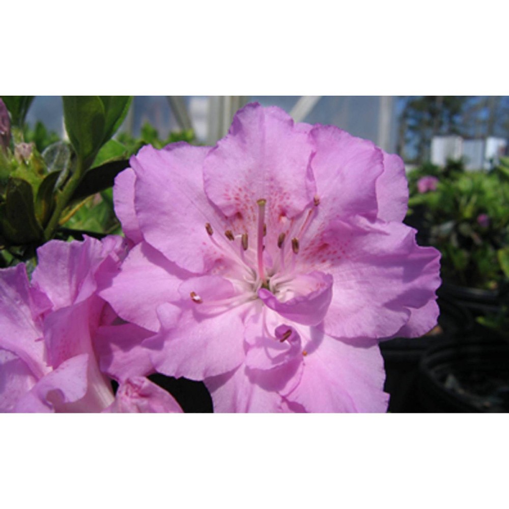 Photos - Garden & Outdoor Decoration 2.5qt Elsie Lee Azalea Plant with Purple Blooms - National Plant Network