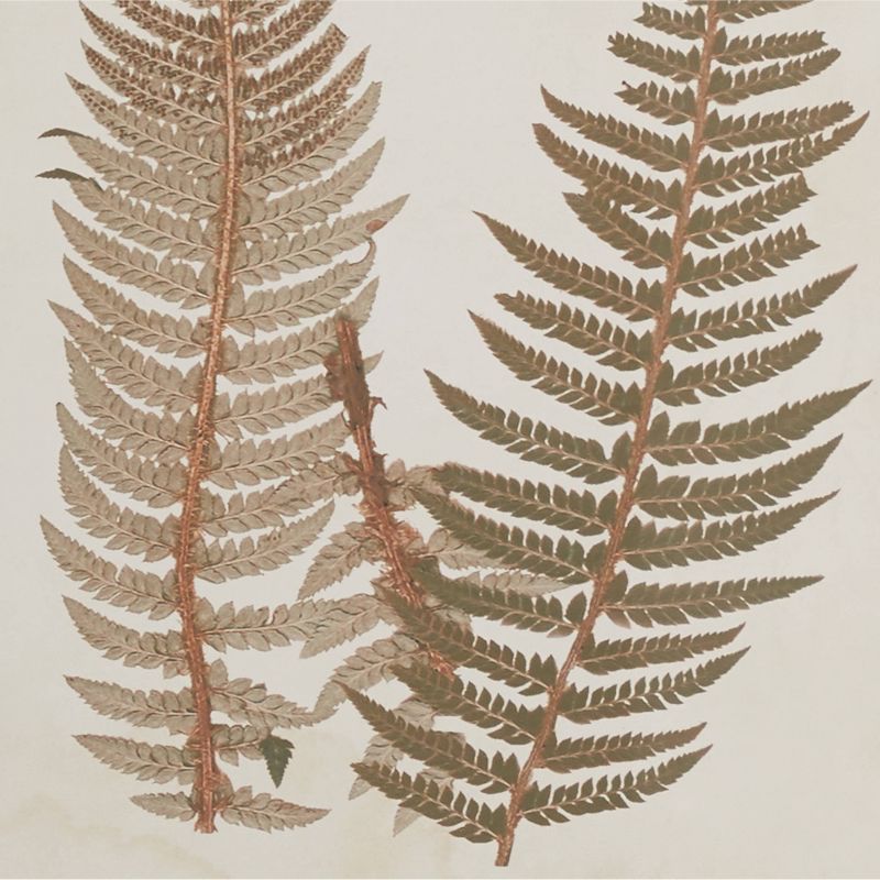 Wood Leaf Fern Framed Wall Art with White Backing Set of 2 Brown - Olivia &#38; May, 4 of 41