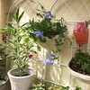 COMHOMA 2/4 Pack Metal Garden Trellis 71" x 19.7" Rustproof Trellis for Climbing Plants Outdoor Flower Support - 4 of 4