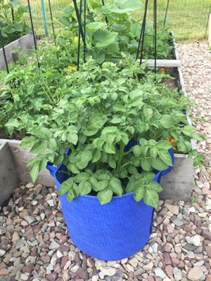 Potato grow bags 🥔 👜 An innovative approach to urban gardening