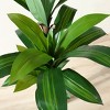 DR.Planzen 5-6FT Artificial Dracaena Tree with UV Resistant Leaves - Potted Fake Plant for Indoor/Outdoor Floor Decor, White Plastic Planter - 4 of 4