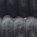 charcoal